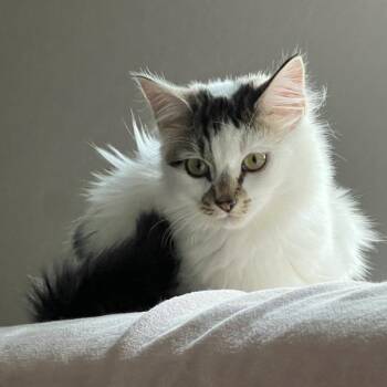 Domestic Medium Hair Cats Available for Adoption - Sunflower | PetCurious