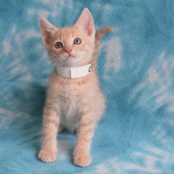 Creek 52641 -  Domestic Short Hair Cat for Adoption in Eureka, California - Creek 52641 | PetCurious