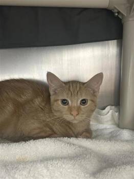 Cayenne -  Domestic Short Hair Cat for Adoption in Montreal, Quebec - Cayenne | PetCurious