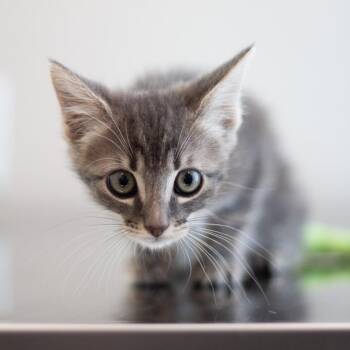 Gia Girl -  Domestic Medium Hair Cat for Adoption in Cumming, Georgia - Gia Girl | PetCurious