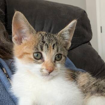 Rescue Domestic Short Hair and Calico Cats for Adoption - Lily MD 0925 | PetCurious