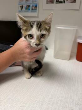 Max -  Domestic Short Hair Cat for Adoption in Greenfield, Indiana - Max | PetCurious