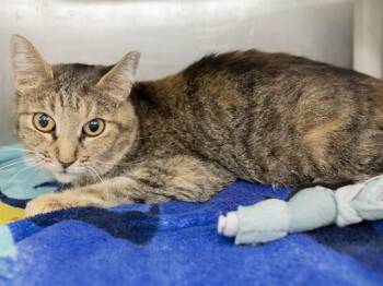 KOSMO -  Domestic Short Hair Cat for Adoption in Phoenix, Arizona - KOSMO | PetCurious