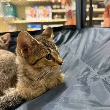 Rescue Domestic Short Hair Cats for Adoption in Sioux Falls, South Dakota - Culvert | PetCurious