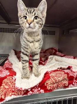 Domestic Short Hair Cats Available for Adoption - Dan | PetCurious