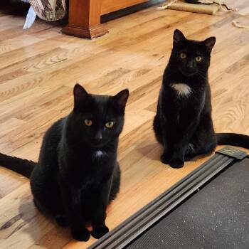 Francesca -  Domestic Short Hair Cat Available for Adoption in Traverse City, Michigan - Francesca | PetCurious