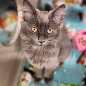Sokka -  Domestic Long Hair Cat for Adoption in Reno, Nevada - Sokka | PetCurious