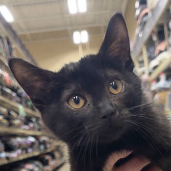 Rescue Domestic Short Hair Cats for Adoption in Monroe, Michigan - Shadow 2 | PetCurious