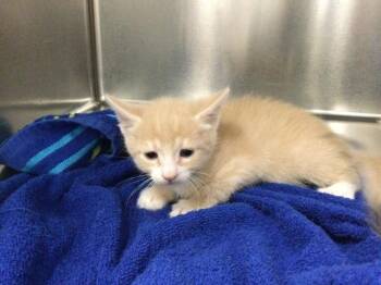 A1921720 -  Domestic Short Hair Cat for Adoption in Thousand Palms, California - A1921720 | PetCurious