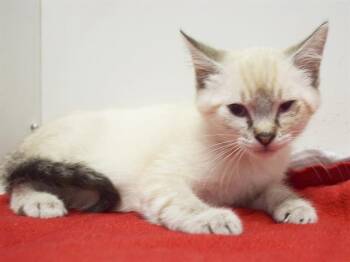 SONG -  Siamese and Domestic Short Hair Cat for Adoption in Sacramento, California - SONG | PetCurious