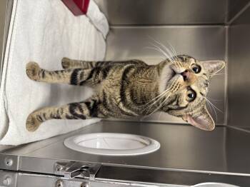 Lincoln -  Domestic Short Hair Cat for Adoption in Cranston, Rhode Island - Lincoln | PetCurious