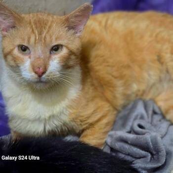 Monterrey Jack -  Domestic Short Hair Cat for Adoption in Tulsa, Oklahoma - Monterrey Jack | PetCurious