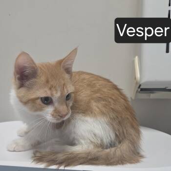 Vesper -  Domestic Short Hair Cat for Adoption in Snow Hill, North Carolina - Vesper | PetCurious