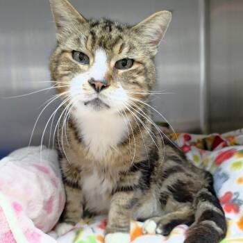 Sol -  Domestic Short Hair Cat Available for Adoption in Michigan City, Indiana - Sol | PetCurious