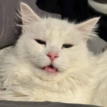 Mr. Bigglesworth -  Domestic Medium Hair Cat for Adoption in Reisterstown, Maryland - Mr. Bigglesworth | PetCurious
