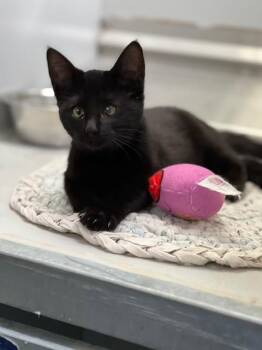61944512 -  Domestic Short Hair Cat for Adoption in Elko, Nevada - 61944512 | PetCurious