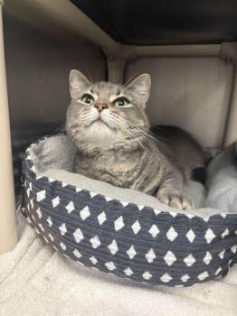 Kabuki -  Domestic Short Hair Cat for Adoption in Bowling Green, Ohio - Kabuki | PetCurious