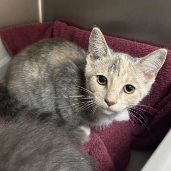 Kira -  Domestic Short Hair Cat for Adoption in Roxboro, North Carolina - Kira | PetCurious