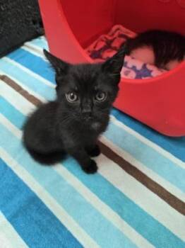 Domestic Short Hair Cats Available for Adoption in Gainesville, Florida - Apollo | PetCurious
