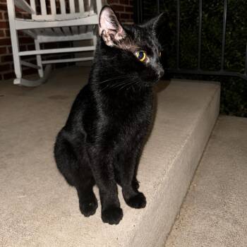 Blaise -  Domestic Short Hair Cat for Adoption in Fredericksburg, Virginia - Blaise | PetCurious
