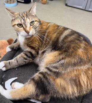 Torbie Cats Available for Adoption - Akira | PetCurious