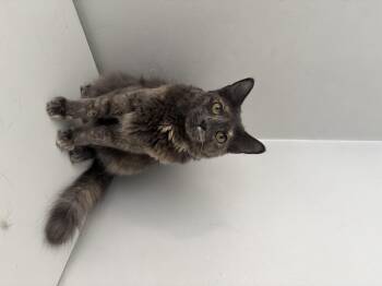 Feathertail (Tally) -  Domestic Medium Hair Cat for Adoption in Roanoke, Virginia - Feathertail (Tally) | PetCurious
