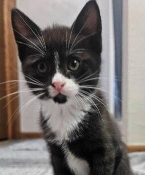Domestic Short Hair Cats Available for Adoption - Rachel | PetCurious