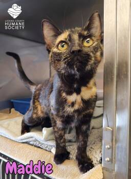 Domestic Short Hair Cats Available for Adoption - Maddie | PetCurious