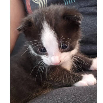 Rescue Domestic Short Hair Cats for Adoption in Westport, Connecticut - Pepper Iranistan Kitten | PetCurious