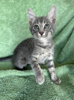 Odie -  Domestic Short Hair Cat for Adoption in Corpus Christi, Texas - Odie | PetCurious
