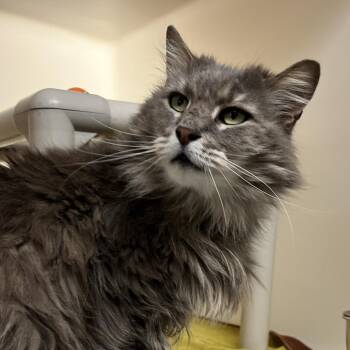 Domestic Medium Hair Cats Available for Adoption in Harrisonburg, Virginia - Flint | PetCurious