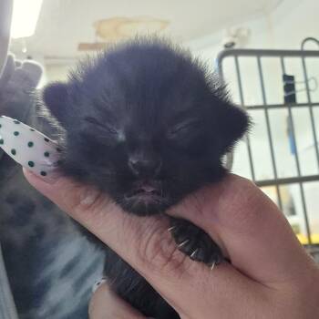 Domestic Short Hair Cats Available for Adoption in Hanna City, Illinois - Pesto | PetCurious