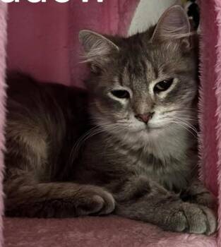 Domestic Short Hair Cats Available for Adoption in Urbandale, Iowa - Shadow | PetCurious