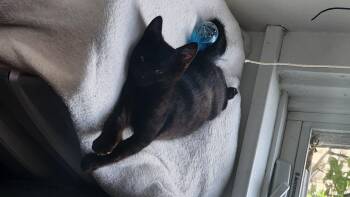 Onyx -  Domestic Short Hair Cat for Adoption in Burlington, Vermont - Onyx | PetCurious