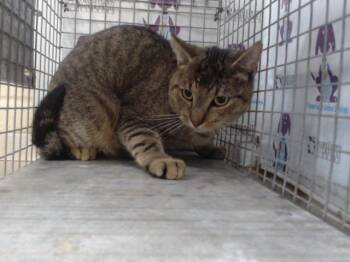 Rescue Domestic Short Hair Cats for Adoption in Orlando, Florida - A582575 | PetCurious