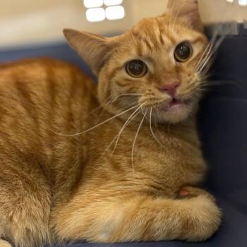 Yodel/OPAC6995 -  Domestic Short Hair Cat for Adoption in Oak Park, Illinois - Yodel/OPAC6995 | PetCurious
