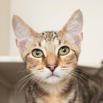Enki -  Domestic Short Hair Cat for Adoption in Middletown, Rhode Island - Enki | PetCurious