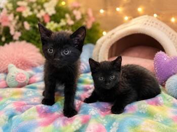 Magic and Mystery -  Domestic Short Hair Cat for Adoption in Gilroy, California - Magic And Mystery | PetCurious