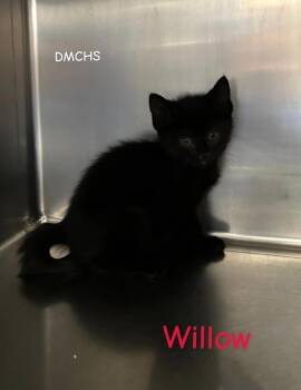 Willow -  Domestic Short Hair Cat Available for Adoption in Burlington, Iowa - Willow | PetCurious
