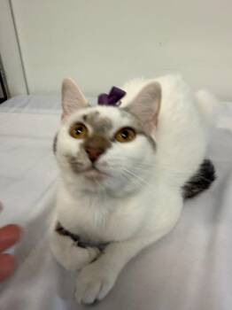 milhouse -  Domestic Short Hair Cat for Adoption in Margate, Florida - Milhouse | PetCurious