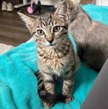 Olivia Von Whiskers -  Tabby and Domestic Short Hair Cat for Adoption in Friendswood, Texas - Olivia Von Whiskers | PetCurious