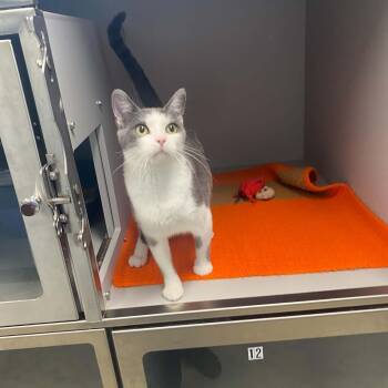 Maisy -  Domestic Short Hair Cat for Adoption in Nevada, Missouri - Maisy | PetCurious