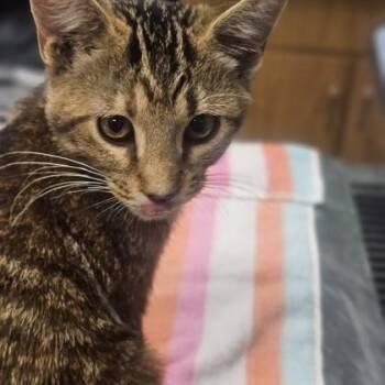 Sandy Soles -  Domestic Short Hair Cat for Adoption in Kansas City, Missouri - Sandy Soles | PetCurious