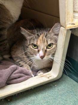 Claudia - Barn Cat -  Domestic Short Hair Cat for Adoption in Williamsport, Pennsylvania - Claudia - Barn Cat | PetCurious