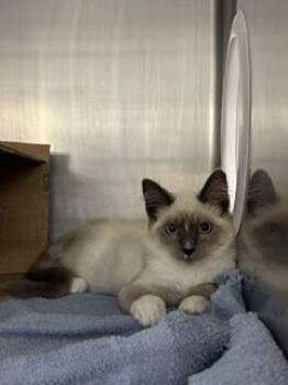 Harry Styles -  Siamese and Domestic Short Hair Cat for Adoption in Roseville, California - Harry Styles | PetCurious