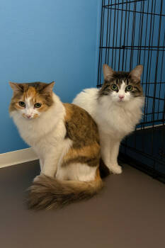 Rescue Domestic Medium Hair Cats for Adoption in Carrollton, Virginia - Chopstick | PetCurious