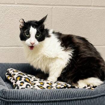 Tux -  Domestic Medium Hair Cat for Adoption in Friendswood, Texas - Tux | PetCurious