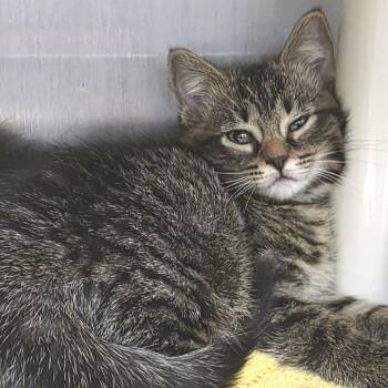 Norway -  Domestic Short Hair Cat for Adoption in Fort Wayne, Indiana - Norway | PetCurious