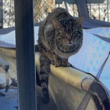 Domestic Short Hair Cats Available for Adoption - Leoni