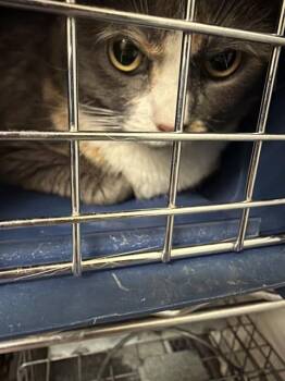 MISS CUDDS -  Domestic Medium Hair Cat for Adoption in Las Vegas, Nevada - MISS CUDDS | PetCurious